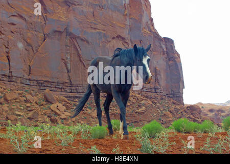 Wild Horse in Monument Valley Foto Stock