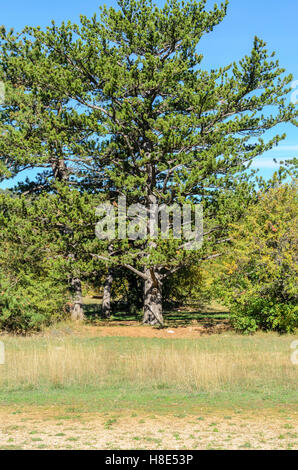 FORET DE STE BAUME, CHENE, VAR 83 FRANCIA Foto Stock