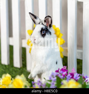 In bianco e nero il coniglio in piedi sulle zampe posteriori in giardino con fiori e verde Foto Stock