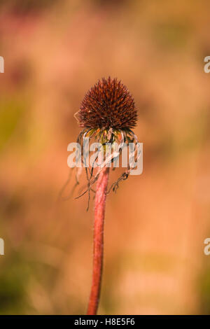 Echinacea pallida, Campo Oudolf, Hauser & Wirth, Bruton, Somerset, Regno Unito. Designer Piet Oudolf. Settembre - Ottobre. Foto Stock