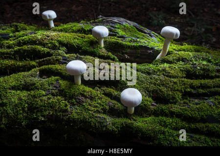 I funghi sul suolo della foresta con Moss Foto Stock