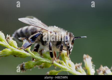 Il miele europeo bee, Apis mellifera Foto Stock