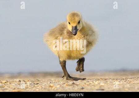 Oche canadesi Goose Gosling in acque Fairlop Hainault Barkingside Essex Foto Stock