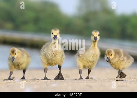 Oche canadesi Goose Gosling in acque Fairlop Hainault Barkingside Essex Foto Stock