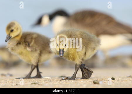 Oche canadesi Goose Gosling in acque Fairlop Hainault Barkingside Essex Foto Stock