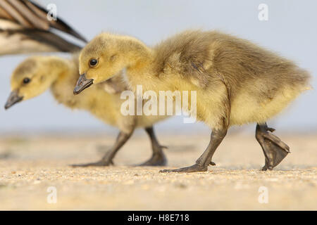 Oche canadesi Goose Gosling in acque Fairlop Hainault Barkingside Essex Foto Stock