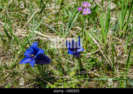 Fiori di Primavera in Baviera Foto Stock