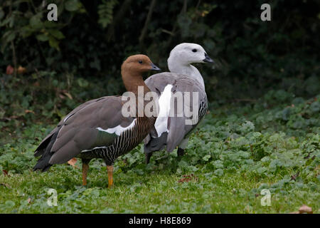 Altopiano di oche (chloephaga picta) femmina e maschio Foto Stock