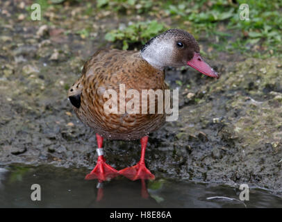 Brasiliano (Teal amazonetta brasiliensis) Foto Stock