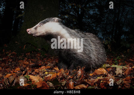 Meles meles Foto Stock