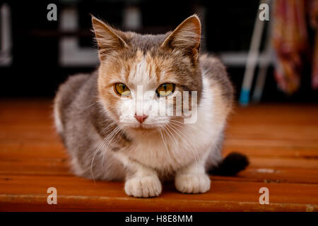 Gatto seduto su un ponte di legno Foto Stock