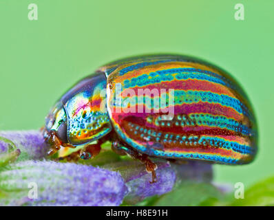 Foglie di rosmarino Beetle Chrysolina Americana. Foto Stock