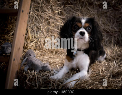 King Charles Cavalier dog Foto Stock