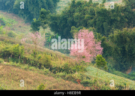 Wild himalayana fiore di ciliegio (Prunus cerasoides),tigre gigantesca fiore in Chiang Mai, Thailandia. Foto Stock