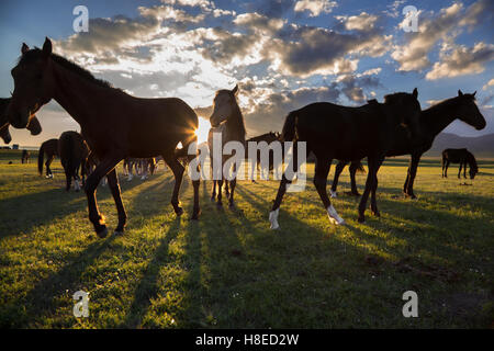 Kirghizistan - cavalli dal tramonto al lago Song Kol Foto Stock