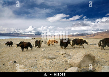 Yak vicino Lago Karakul GBAO in Tagikistan Pamir Foto Stock