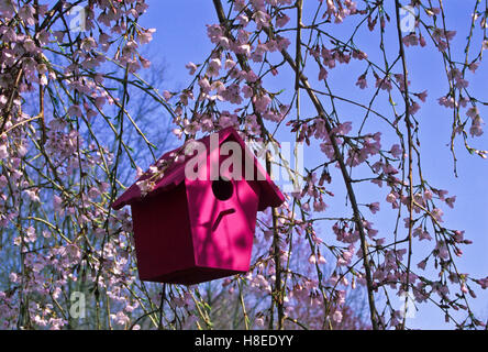 Close up Pink wooden bird box, birdhouse in a flowering trees Weeping Cherry tree blooming with blue sky, New Jersey, USA, pink, colourful garden pov Foto Stock