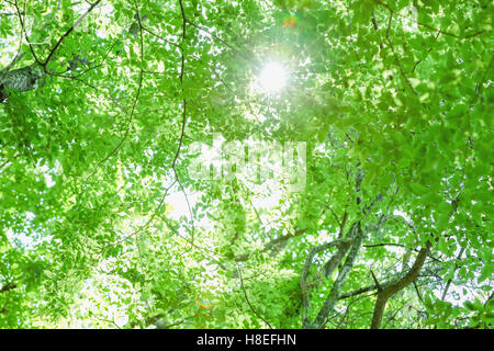 Luce del sole che filtra attraverso le verdi foglie in un parco della città Foto Stock