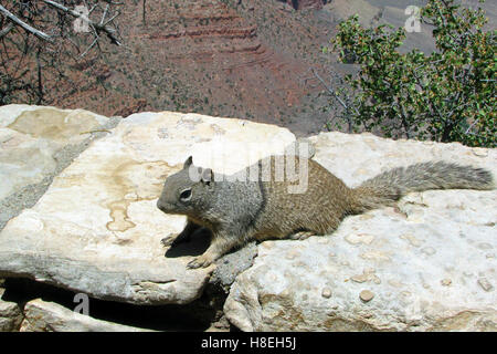 Lo scoiattolo nel Parco Nazionale del Grand Canyon. Foto Stock