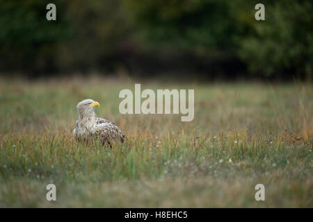 White Tailed Eagle / Sea Eagle ( Haliaeetus albicilla ) vecchio adulto, testa bianca, seduto sul terreno in erba, guardando intorno a. Foto Stock