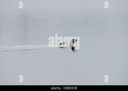 Goldeneye ( Bucephala clangula ), maschio in abito di allevamento, nuoto, corteggiare su un lago, sulla distanza, Svezia e Scandinavia. Foto Stock