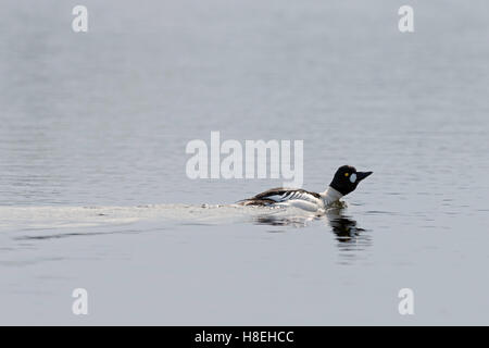 Goldeneye ( Bucephala clangula ), maschio in abito di allevamento, nuoto, corteggiare su un lago, sulla distanza, Svezia e Scandinavia. Foto Stock