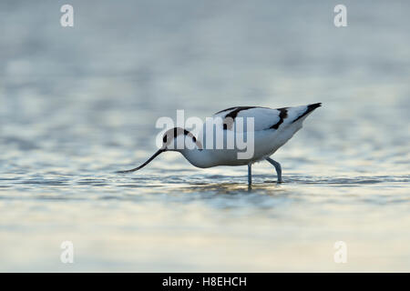 Pied Avocet ( Recurvirostra avosetta ), guadare acque, alla ricerca di cibo, il Wadden Sea, Germania. Foto Stock