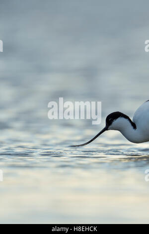 Pied Avocet ( Recurvirostra avosetta ), camminando attraverso le acque poco profonde, alla ricerca di cibo, il Wadden Sea, colpo alla testa, Germania. Foto Stock
