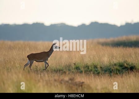 Red Deer / Rothirsch ( Cervus elaphus ), solitaria donna adulto, camminando su ampi prati, steppa, moody luce della sera. Foto Stock