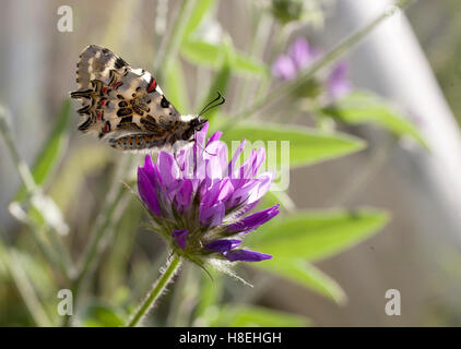 Festone orientale butterfly, (Allancastria cerisyi) underwing mostrato come si nutre di un imporpori fiore, Side Turchia. Foto Stock