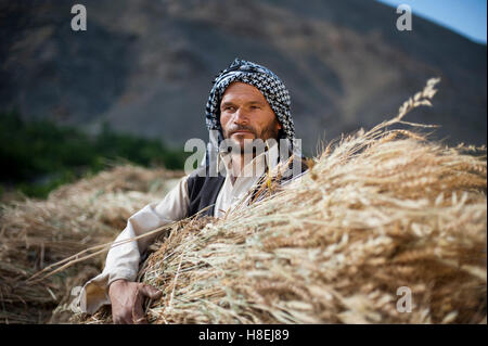 Un uomo del Panjshir Valley in Afghanistan detiene un fresco raccolte bundle di frumento, Afghanistan, Asia Foto Stock
