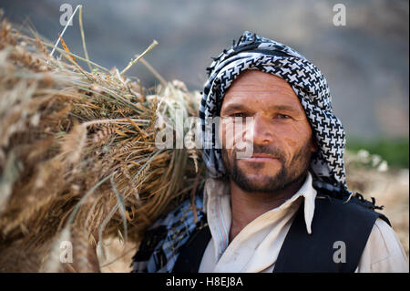 Un uomo afghano dal Panjshir Valley detiene un fresco raccolte bundle di frumento, Afghanistan, Asia Foto Stock