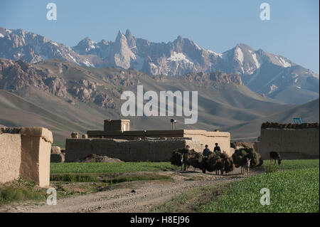 Gli agricoltori di ritornare al loro villaggio con i loro asini caricati con foraggio nella provincia di Bamiyan, Afghanistan, Asia Foto Stock