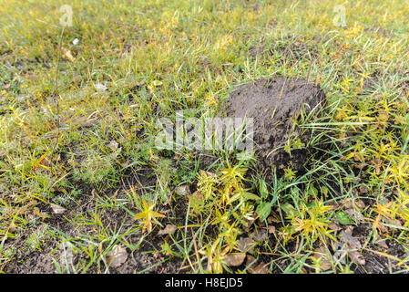 Zolla di terra chiamato molehill, causata da una mole, in un campo in autunno Foto Stock