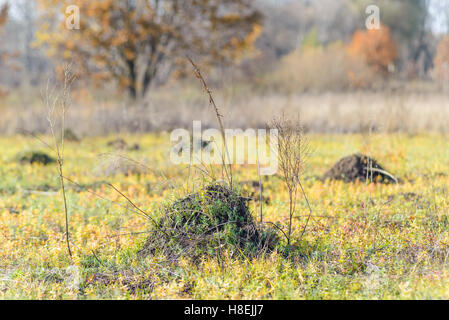 Zolla di terra chiamato molehill, causata da una mole, in un campo in autunno Foto Stock