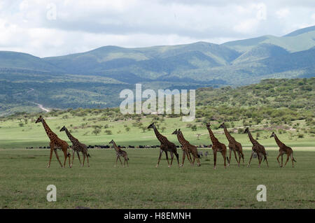 Un gruppo di Masai giraffe (Giraffa tippelskirchi) sulle pianure di Olduvai, Ngorongoro, Tanzania Foto Stock