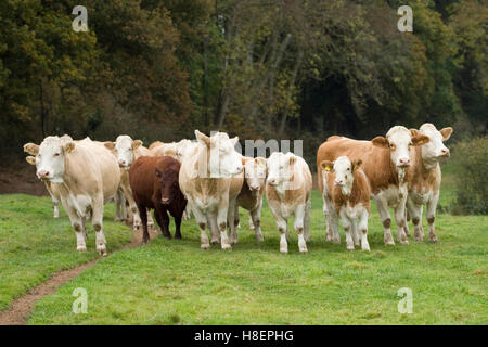 mandria di mucche di manzo simmental Foto Stock