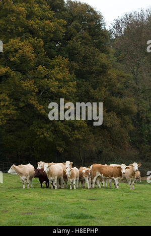 Bovini simmental Foto Stock