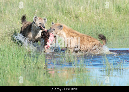 Spotted Hyena (Crocuta crocuta) due adulti, la lotta per il cibo in acqua, il Masai Mara riserva nazionale, Kenya Foto Stock
