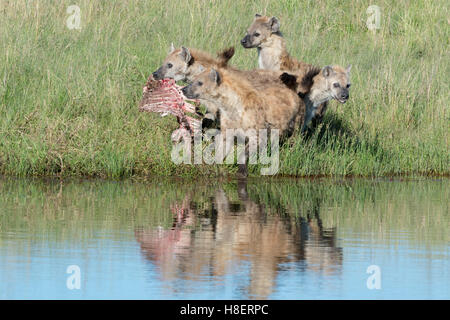 Spotted Hyena (Crocuta crocuta) due adulti, la lotta per il cibo con la riflessione in acqua, il Masai Mara riserva nazionale, Kenya Foto Stock