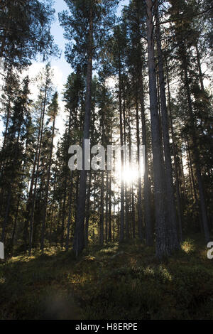 La luce del sole splende attraverso alti pini in una foresta tranquilla, creando una tranquilla e suggestiva scena boschiva con luce naturale e consistenza Foto Stock