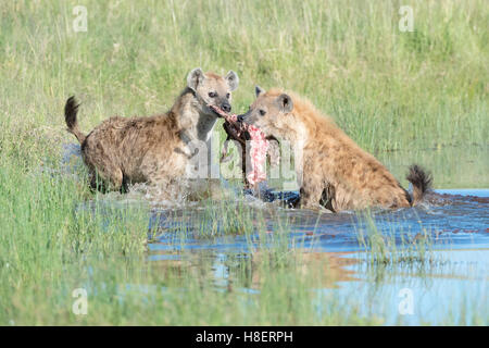 Spotted Hyena (Crocuta crocuta) due adulti, la lotta per il cibo in acqua, il Masai Mara riserva nazionale, Kenya Foto Stock