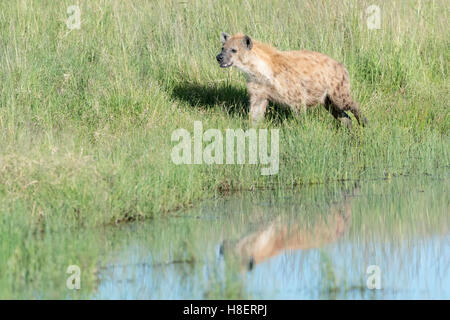 Spotted Hyena (Crocuta crocuta) a wateredge con la riflessione, il Masai Mara riserva nazionale, Kenya Foto Stock