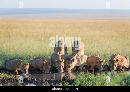 Lion (Panthera leo) orgoglio di bere a waterhole nella Riserva Nazionale di Masai Mara, Kenya Foto Stock