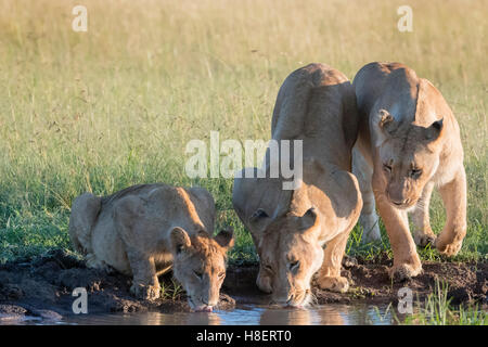 Lionnes (Panthera leo) con i cuccioli di bere a waterhole nella Riserva Nazionale di Masai Mara, Kenya Foto Stock