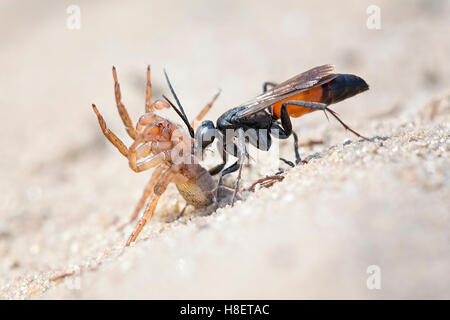 Spider wasp (Anoplius infuscatus) tenendo un catturato wolf spider (Lycosidae), Riserva della Biosfera dell'Elba centrale, Sassonia-Anhalt Foto Stock