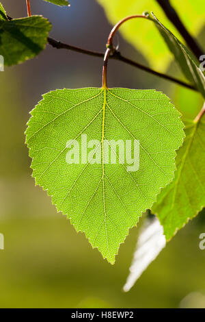 Foglie giovani di betulla Foto Stock