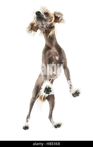 Il cinese crested cane in studio Foto Stock