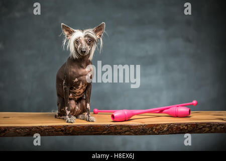 Il cinese crested cane in studio Foto Stock