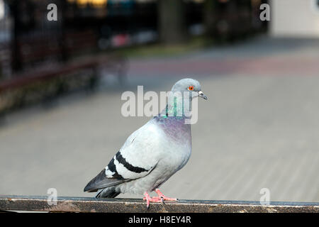 Pigeon seduto sulla recinzione Foto Stock